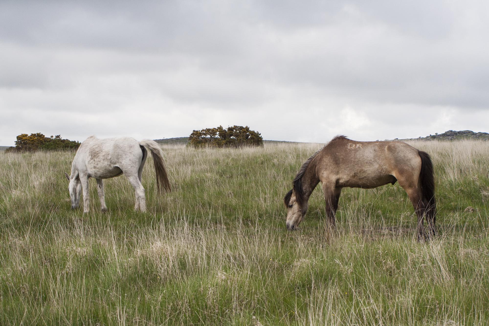 Wild ponies on Dartmoor