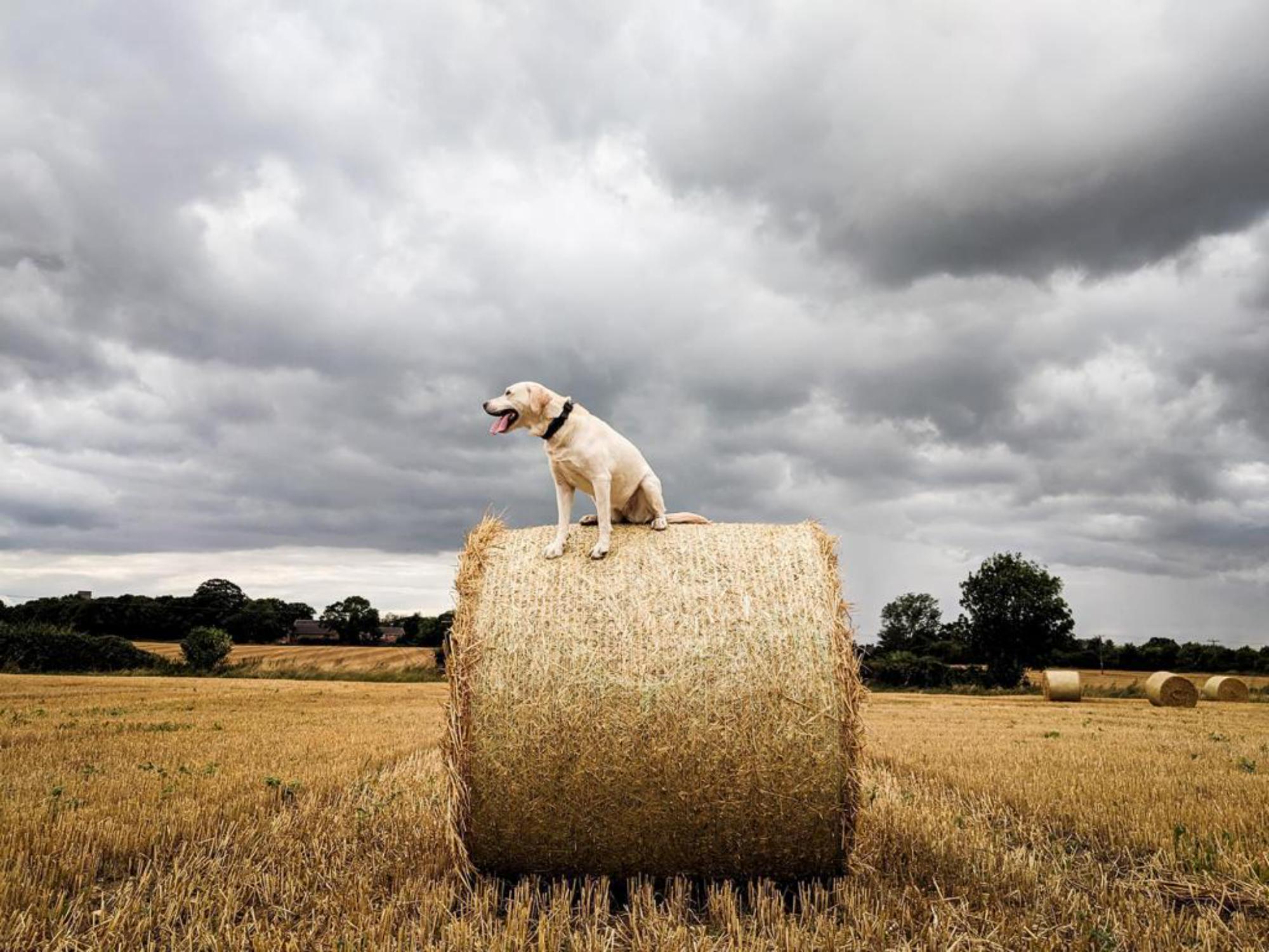 Hay Bale Dog